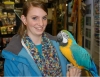 Affectionate Blue and Gold Macaw For Rehoming.